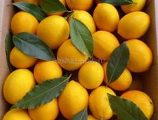  ВАШИНГТОНЫ КИВИ ЛИМОНЫ