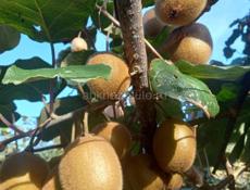  ВАШИНГТОНЫ КИВИ ЛИМОНЫ