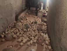 Продаю цыплят несушек им 25 дней.