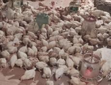 Продаю цыплят несушек им 25 дней.