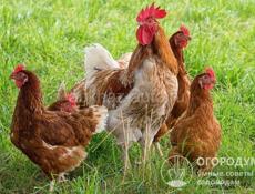 Продаю цыплят несушек им 25 дней.