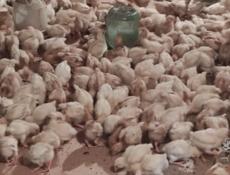 Продаю цыплят несушек им 25 дней.