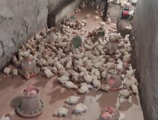 Продаю цыплят несушек им 25 дней.