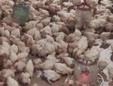 Продаю цыплят несушек им 25 дней.