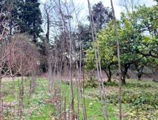 Саженцы Алича 