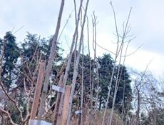 Саженцы Алича 