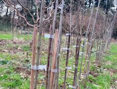 Саженцы Алича 