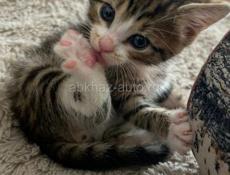 Возьмём котенка 