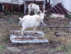 Продаётся козлик 