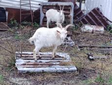 Продаётся козлик