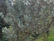 СРОЧНО ПРОДАМ УЧАСТОК В ЦАНДРИПШЕ 6 СОТОК