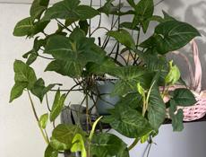 Продам Сингониум