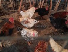 Петухи 