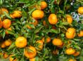 Мандарины с сада
