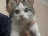 В добрые руки девочка