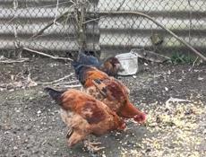 Домашние куры и петухи