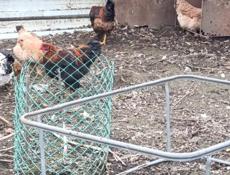 Домашние куры и петухи