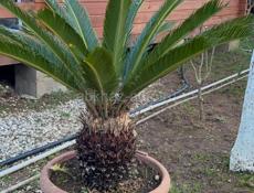Продается пальма цикас