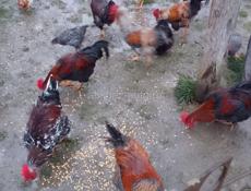 Продаются петухи 
