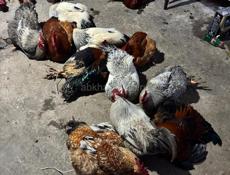 ДОМАШНИЕ ПЕТУХИ 