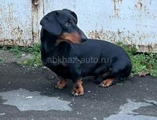 Найдена такса, отдам в добрые руки