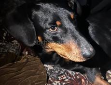 Найдена такса, отдам в добрые руки