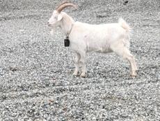 Продам козы 