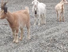 Продам козы 