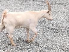 Продам козы 