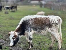 Продаю две телки 