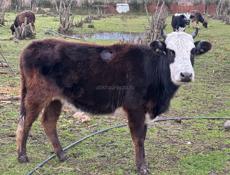 Продаю две телки