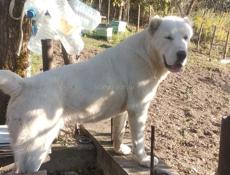 Продаю щенят Алабай 