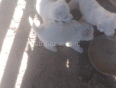 Продаю щенят Алабай 