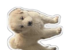 Продаю щенят Алабай 
