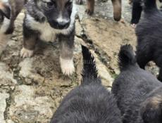 Пристрою щенят в добрые руки