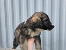 Пристрою щенят в добрые руки