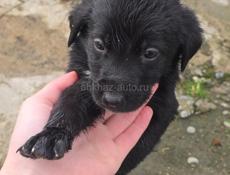 Пристрою щенят в добрые руки