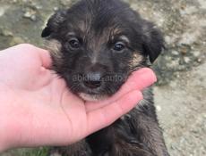 Пристрою щенят в добрые руки