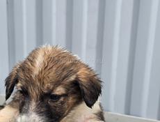 Пристрою щенят в добрые руки