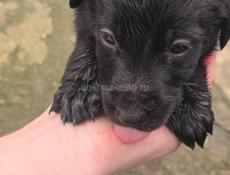 Пристрою щенят в добрые руки