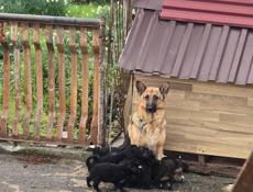 Пристрою  щенят в добрые руки