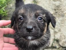 Пристрою щенят в добрые руки