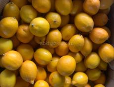 Продам лимоны 