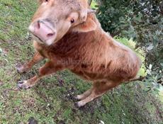 Продам бычка