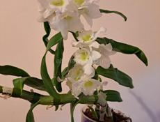 Цветущие орхидеи