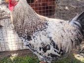 ДОМАШНИЕ ПЕТУХИ