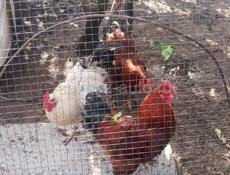 ДОМАШНИЕ ПЕТУХИ