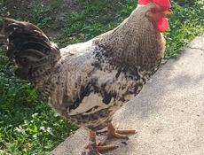 ДОМАШНИЕ ПЕТУХИ