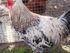 ДОМАШНИЕ ПЕТУХИ