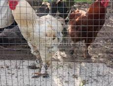 ДОМАШНИЕ ПЕТУХИ